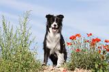 BORDER COLLIE 420